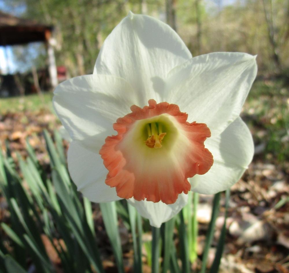 Photo of Daffodils (Narcissus) uploaded by lauribob