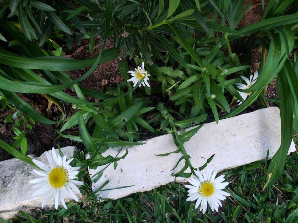 Photo of Shasta Daisy (Leucanthemum x superbum 'Becky') uploaded by LindsayG