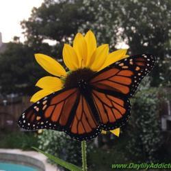 Location: Richmond, TX     ( Zone 9a - In my daughter's backyard )
Date: April 22, 2020
Texas Sunflower and Monarch Butterfly