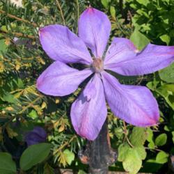 Location: London UK
Date: 24 April 2020
Hi, can anyone help ID this flower? I believe it is a clematis an