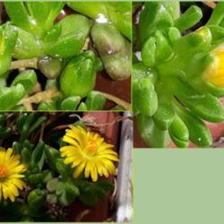 
A photo compilation of various stages of opening, and some buds..