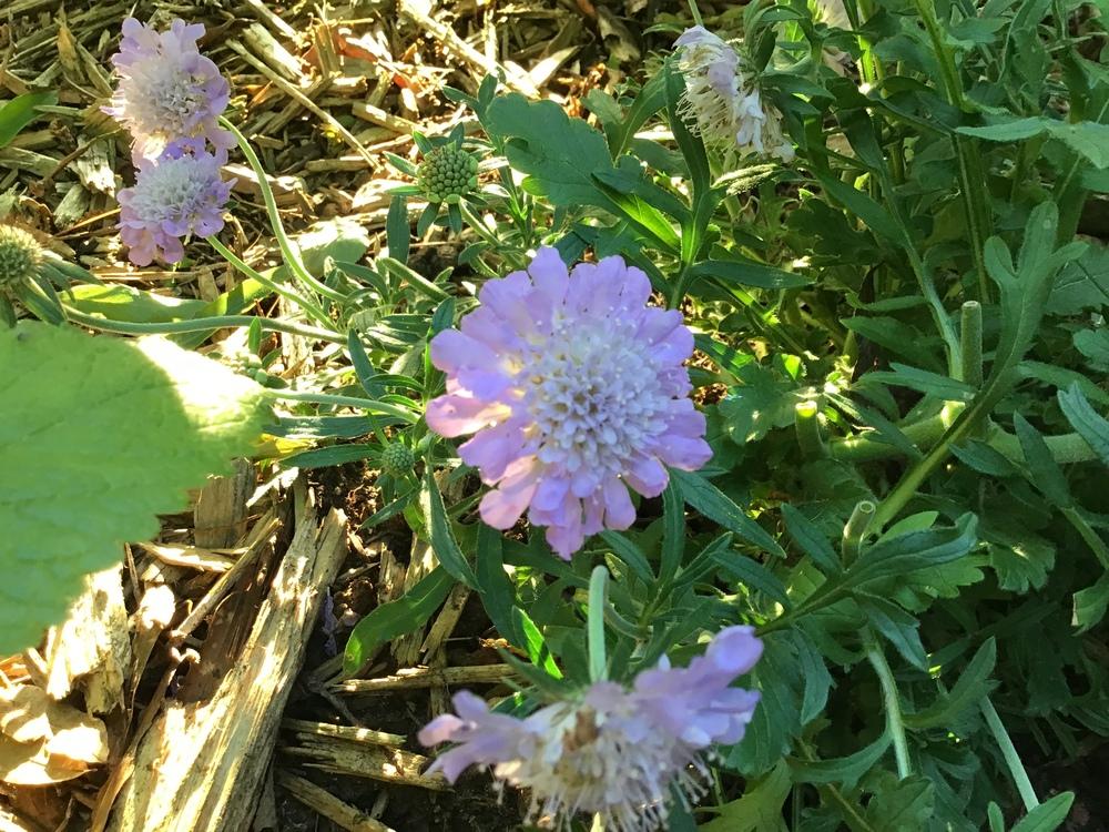 Photo of Pincushion Flower (Scabiosa columbaria 'Butterfly Blue') uploaded by gardenfish