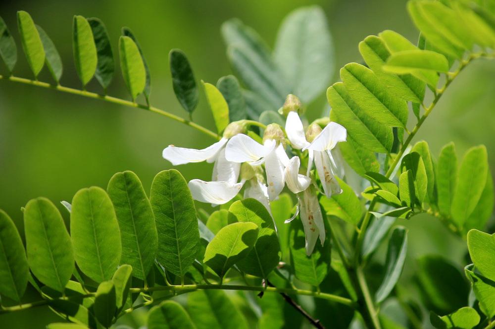 Photo of Arroyo Sweetwood (Myrospermum sousanum) uploaded by GrammaChar