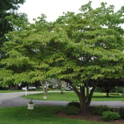 Location: West Chester, Pennsylvania
Date: 2010-07-23
tree in summer