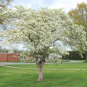 maturing tree in bloom