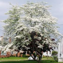 Location: Downingtown, Pennsylvania
Date: 2018-05-14
full-grown tree in bloom