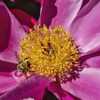 Bees and other pollinators have easy access to this peony's 'good
