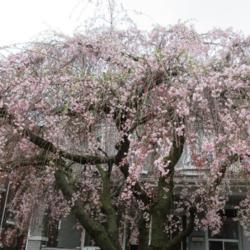 Location: Toronto, Ontario
Date: 2020-05-01
Weeping Cherry Tree (Prunus subhirtella) is beautiful in spring!