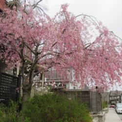 Location: Toronto, Ontario
Date: 2020-05-01
Weeping Cherry Tree (Prunus subhirtella) is beautiful in spring!