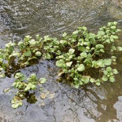 Location: Willow Valley Communities Lakes Campus, Willow Street, Pennsylvania USA
Date: 2020-05-02
Growing in Spring Run