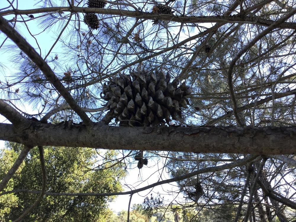 Photo of Pine (Pinus) uploaded by KFredenburg