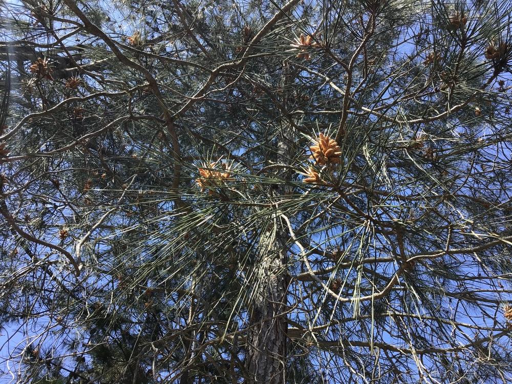 Photo of Pine (Pinus) uploaded by KFredenburg