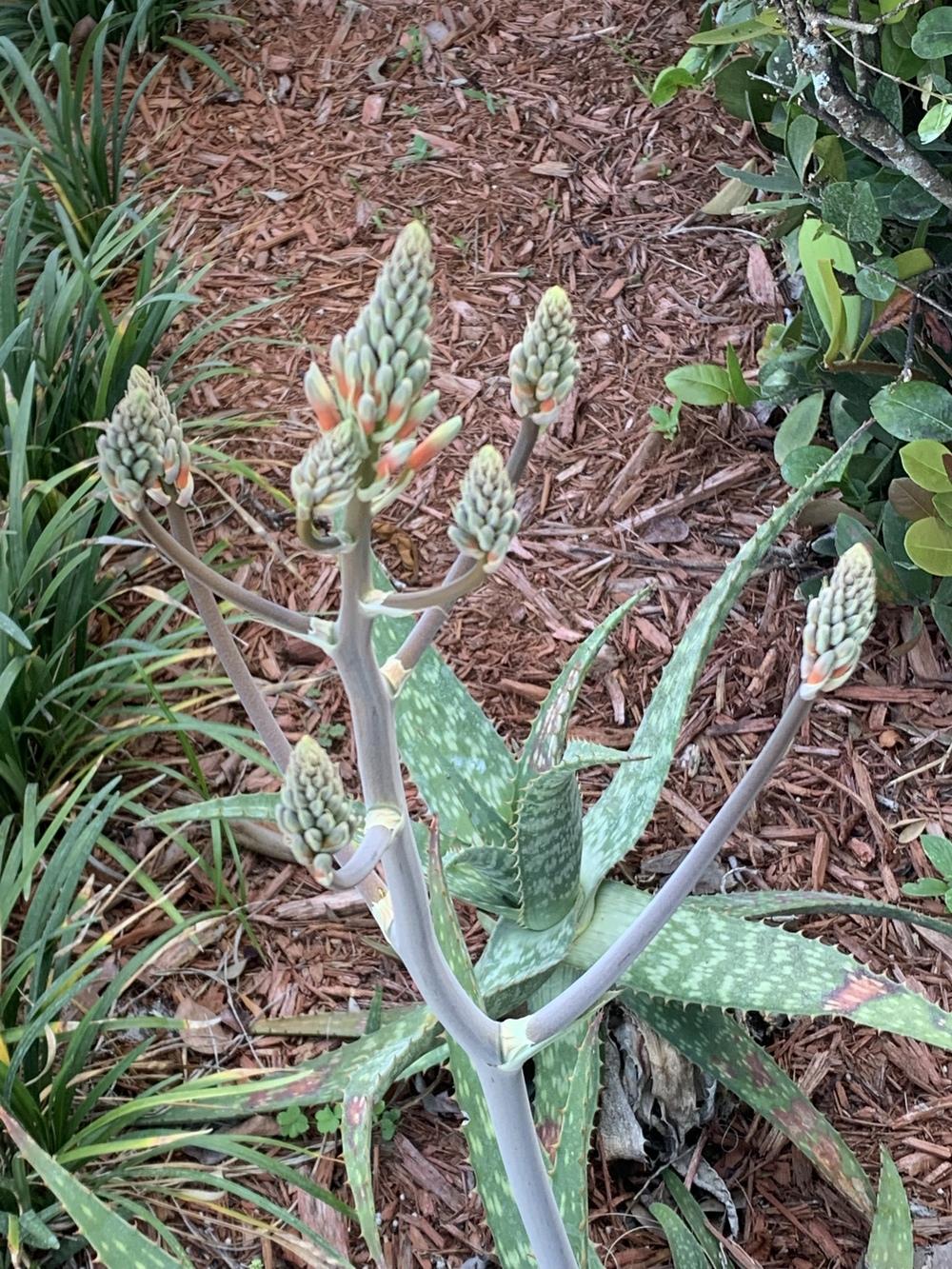 Photo of Aloes (Aloe) uploaded by MP1989