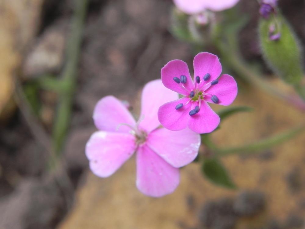 Photo of Rock Soapwort (Saponaria ocymoides) uploaded by SL_gardener