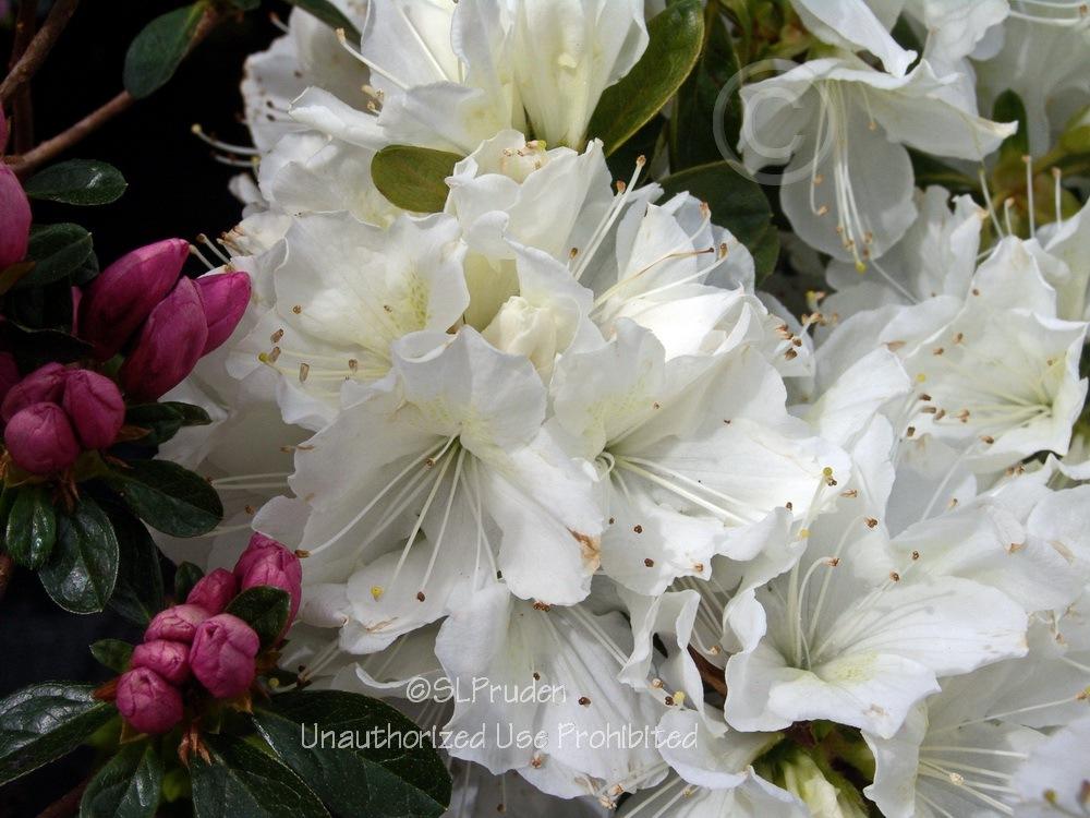Photo of Evergreen Azalea (Rhododendron 'Delaware Valley White') uploaded by DaylilySLP