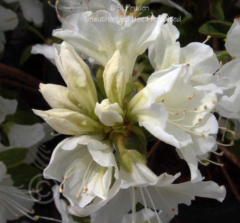 Photo of Evergreen Azalea (Rhododendron 'Delaware Valley White') uploaded by DaylilySLP