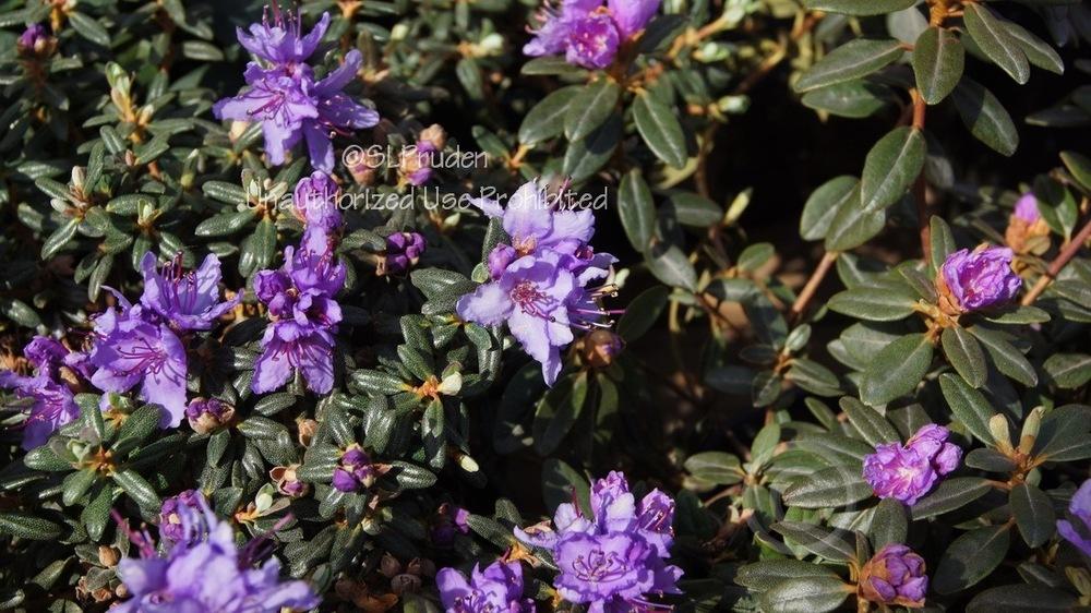 Photo of Dwarf Rhododendron (Rhododendron impeditum) uploaded by DaylilySLP