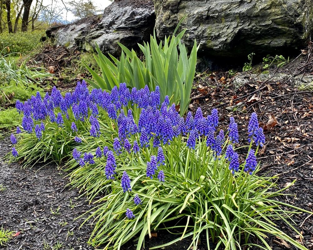 Photo of Grape Hyacinths (Muscari) uploaded by csandt