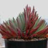 Dudleya candida x, spring colors, 10 inch pot