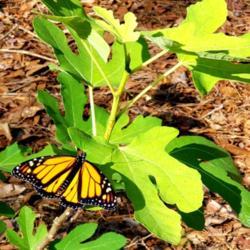 Location: Thomasville, GA USA
Date: 2020-05-08
A newly emerged male #Monarch Butterfly drying his wings on a lea