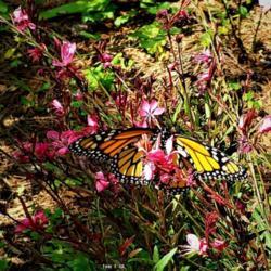 Location: Thomasville, GA USA
Date: 2020-04-28
A newly released # Monarch enjoying the nectar of the blppms of t