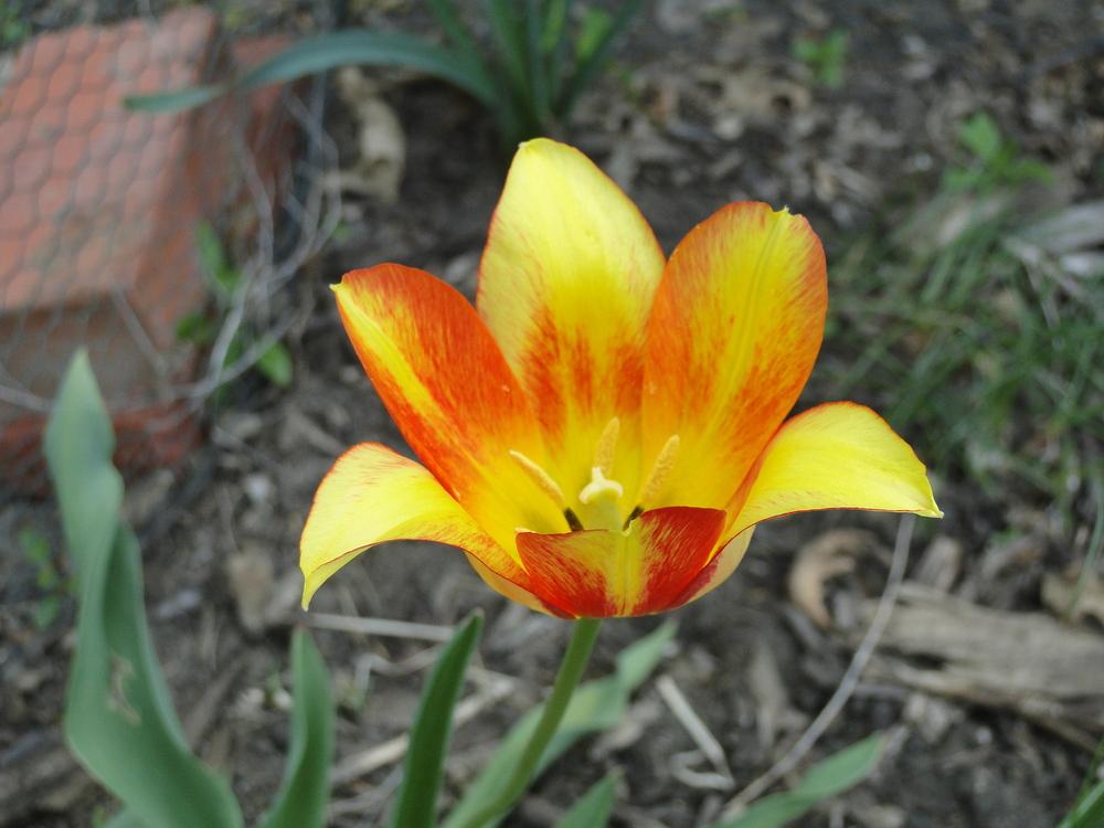 Photo of Tulip (Tulipa 'Dancing Fairy') uploaded by lauriemorningglory