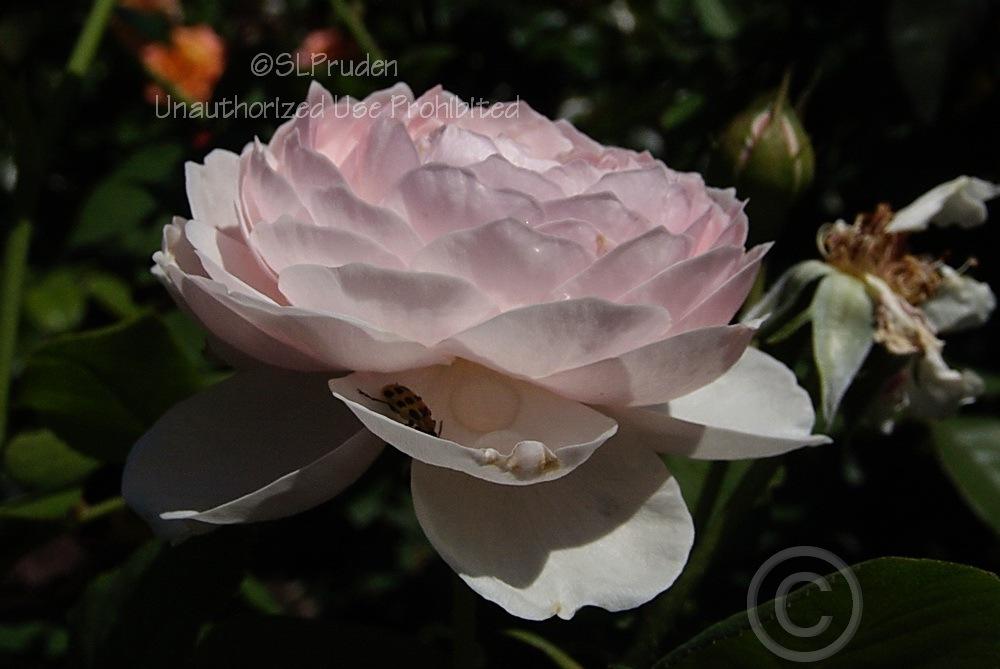 Photo of Rose (Rosa 'Heritage') uploaded by DaylilySLP