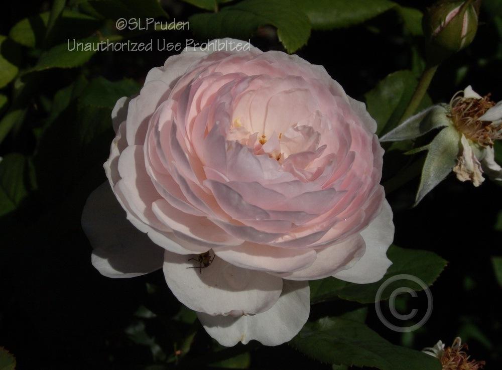 Photo of Rose (Rosa 'Heritage') uploaded by DaylilySLP