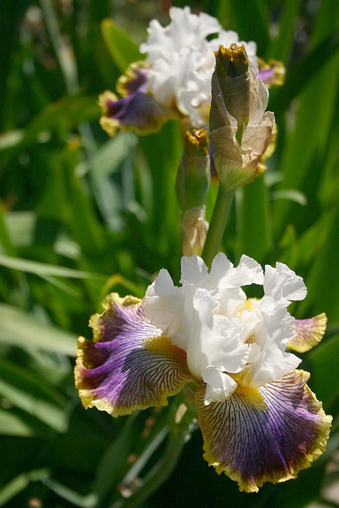 Photo of Tall Bearded Iris (Iris 'Patchwork Puzzle') uploaded by loosertora