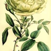 illustration from Parsons' 'The Rose', 1847