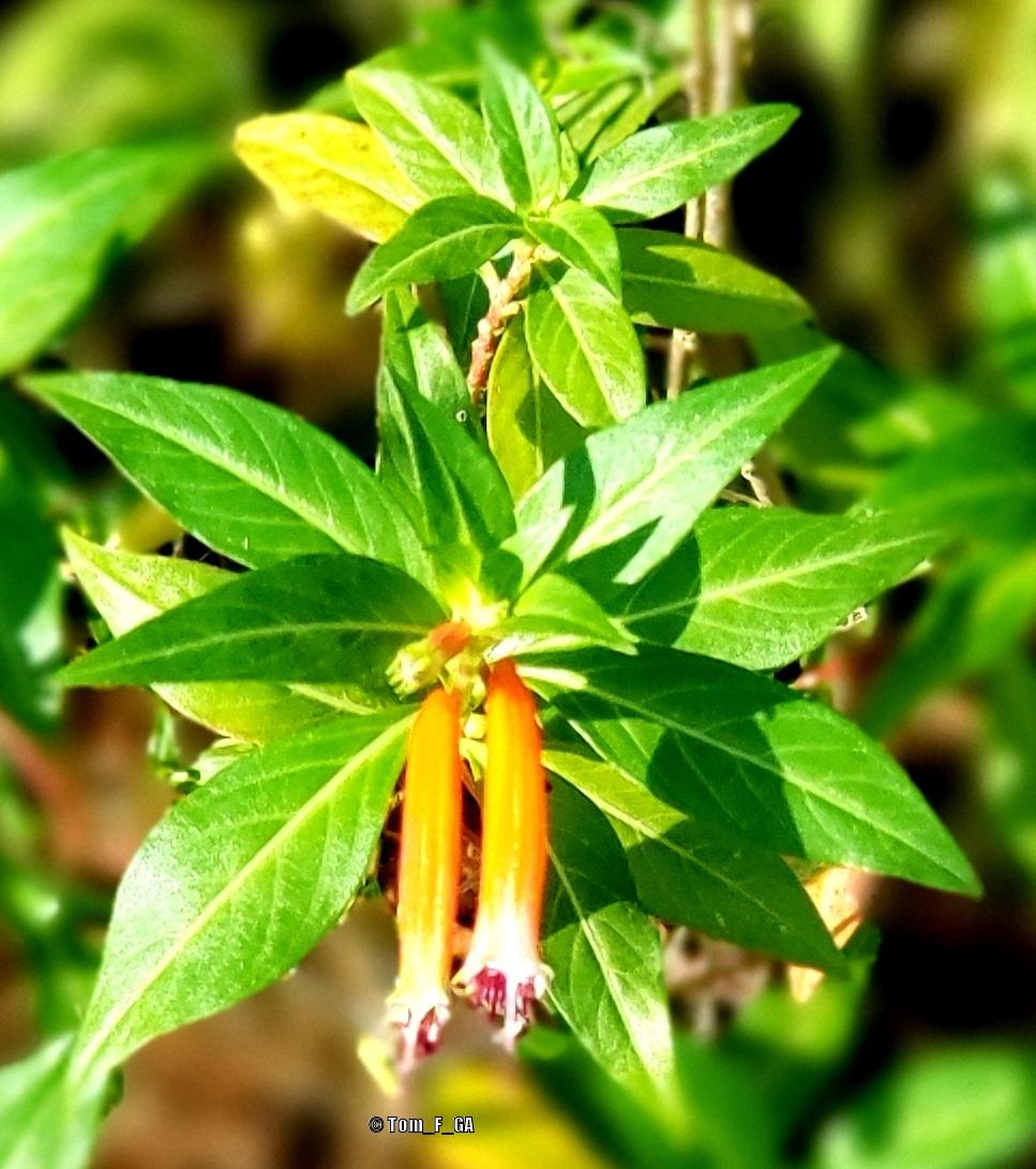 Photo of Firecracker Plant (Cuphea ignea) uploaded by Tom_F_GA