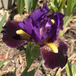 Location: My zone 5 garden.
Date: 2020-05-13
another new one this year - 3rd iris to bloom - the littles ones 