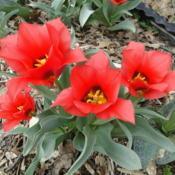  Perennial tulip
