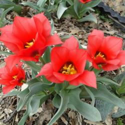 Location: southeast Nebraska 
Date: 2017-04-09
 Perennial tulip