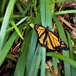 Location: Thomasville, GA USA
Date: 2020-04-28
A newly released male #Monarch (number 15 as of 4/28/2020) drying