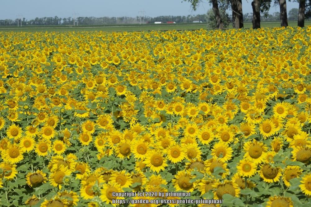 Photo of Sunflowers (Helianthus annuus) uploaded by pitimpinai