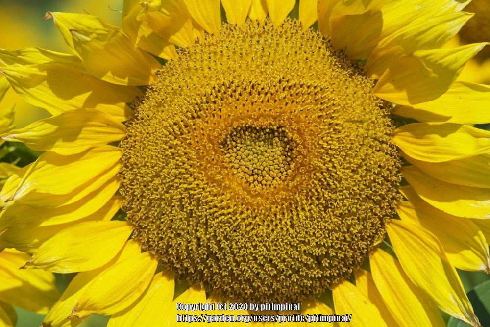 Photo of Sunflowers (Helianthus annuus) uploaded by pitimpinai