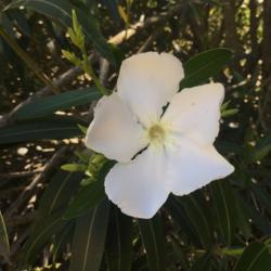 Location: CA
Date: 5/23/2020
First bloom of the year! The #fragrance is wonderful!
