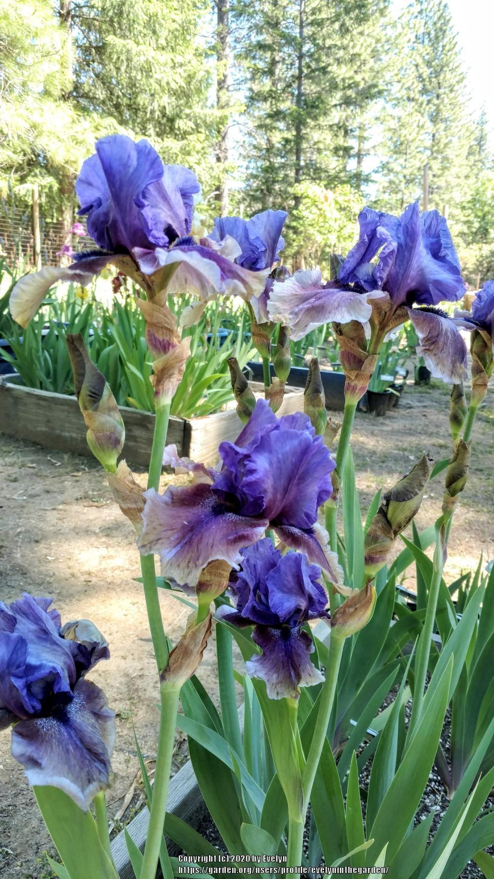 Photo of Tall Bearded Iris (Iris 'Comic Opera') uploaded by evelyninthegarden