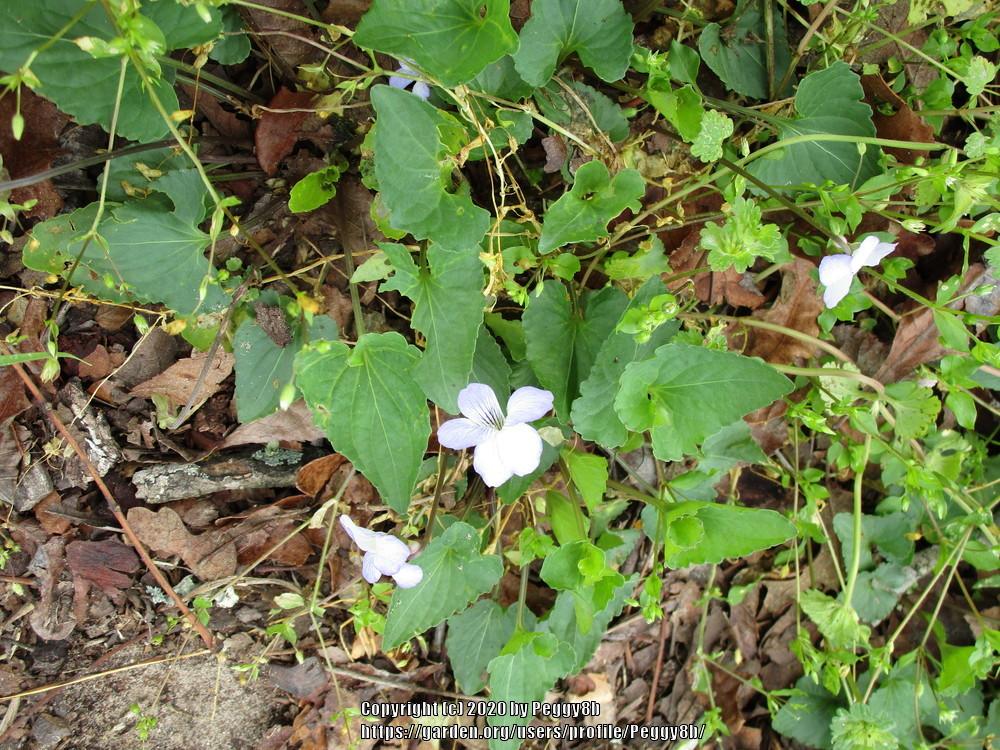 Photo of Sweet Violet (Viola odorata) uploaded by Peggy8b
