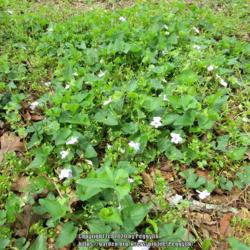 Location: Gause, Texas
Date: 2020-03-16
Clump of wild violets growing underneath a yard tree swing. Centr