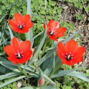 Perennial tulip