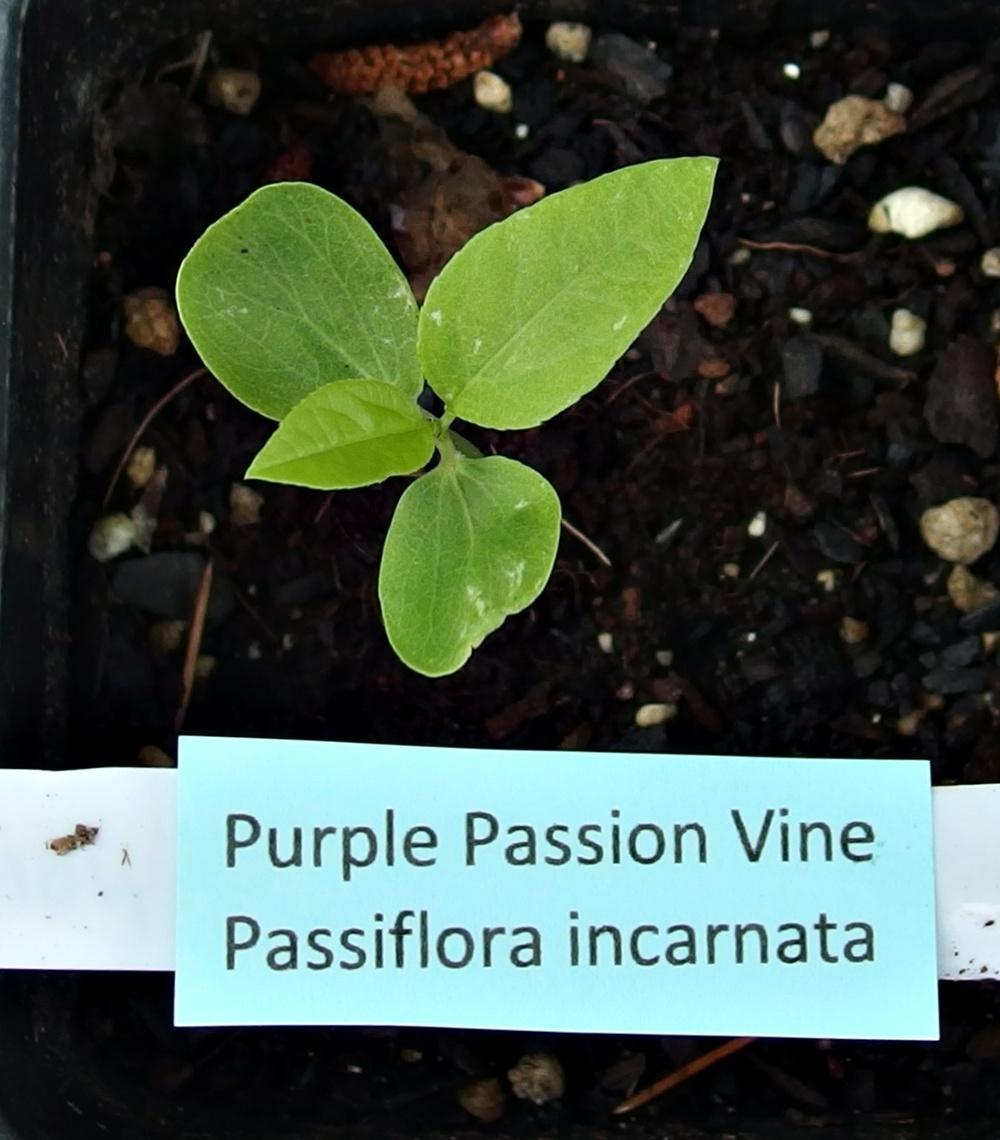 Photo of Maypop (Passiflora incarnata) uploaded by mmolyson