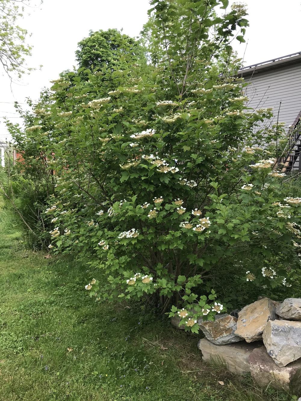 Photo of Highbush-Cranberry (Viburnum trilobum) uploaded by nativeplantlover