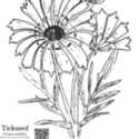 Coloring Page for the Kids: Tickseed / Coreopsis