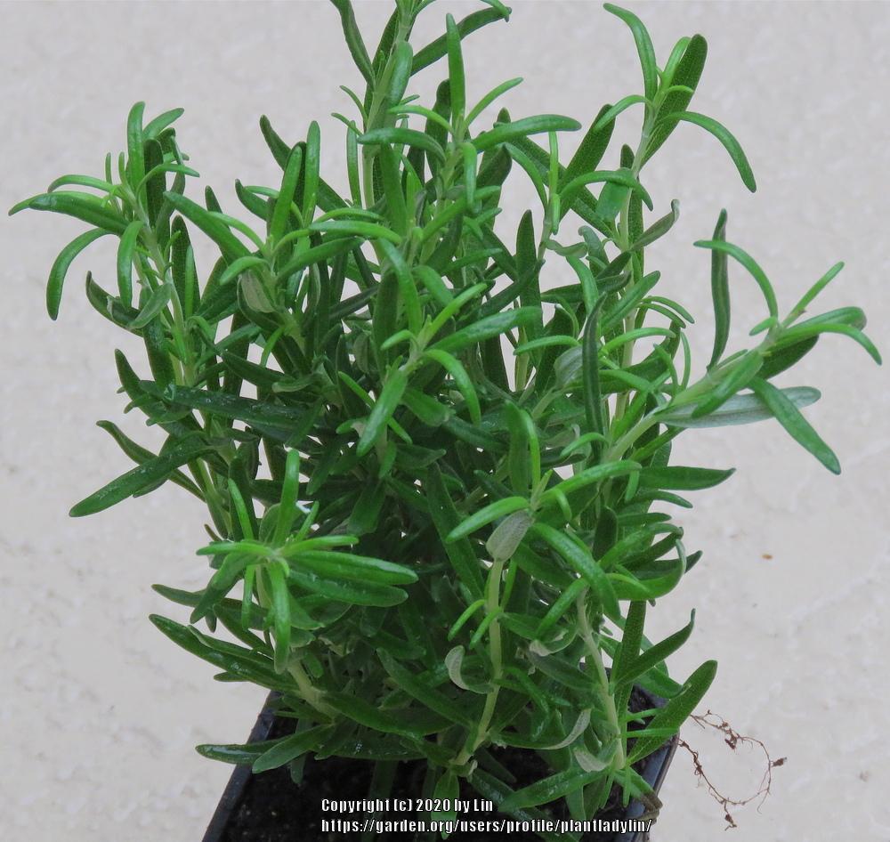 Photo of Rosemary (Salvia rosmarinus) uploaded by plantladylin