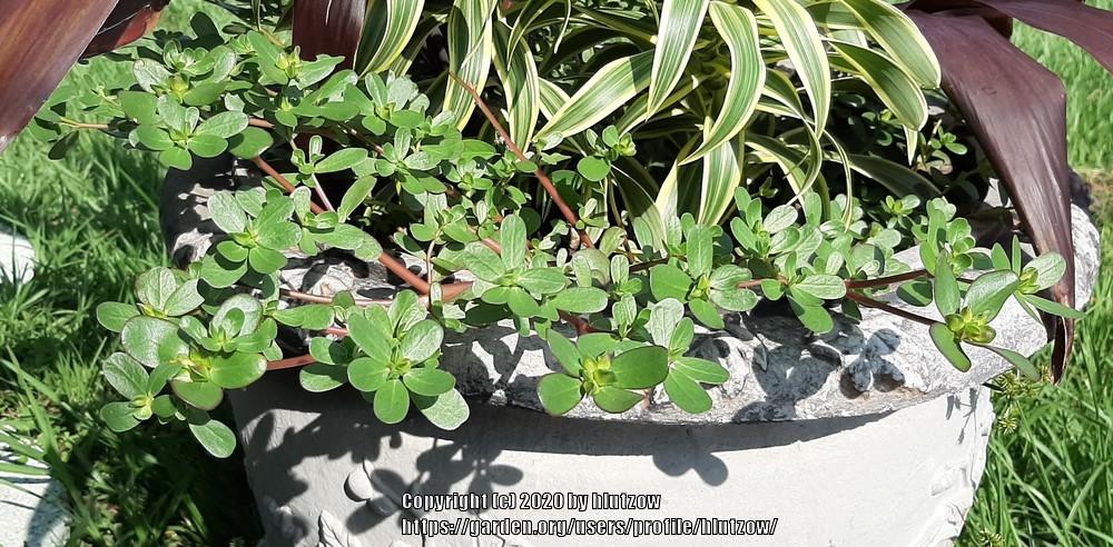 Photo of Common Purslane (Portulaca oleracea) uploaded by hlutzow