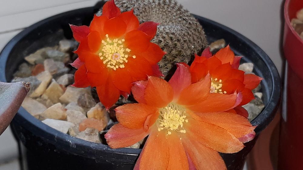 Photo of Flame Crown Cactus (Aylostera deminuta) uploaded by skopjecollection