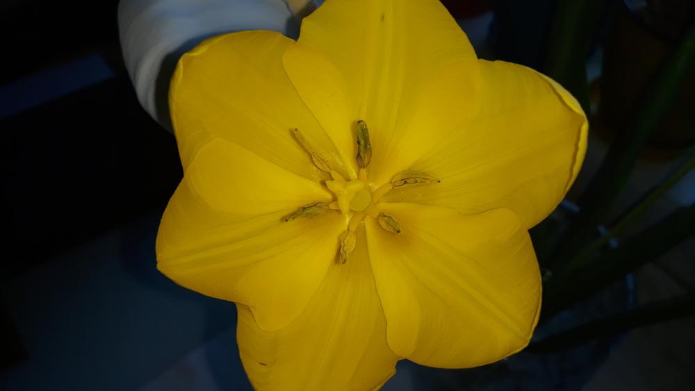 Photo of Tulips (Tulipa) uploaded by skopjecollection