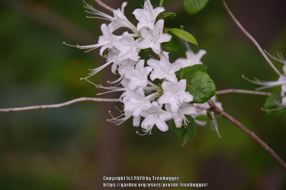 Photo of Alabama Azalea (Rhododendron alabamense) uploaded by treehugger